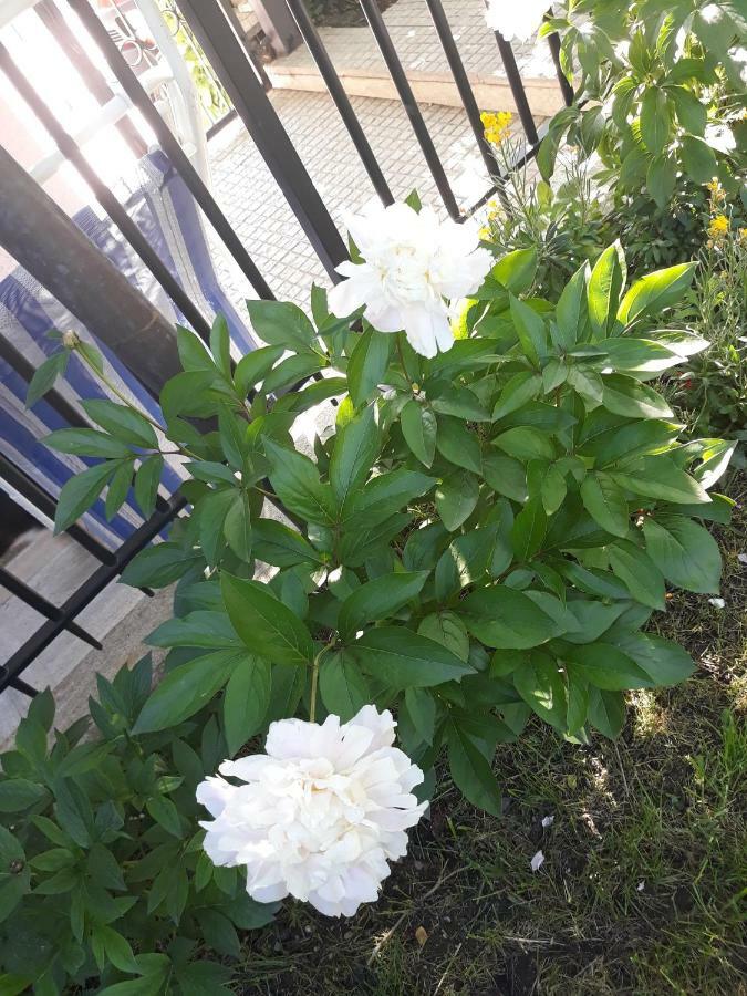Ferienwohnung El Giardino Delle Rose..... Serre Di Rapolano Exterior foto